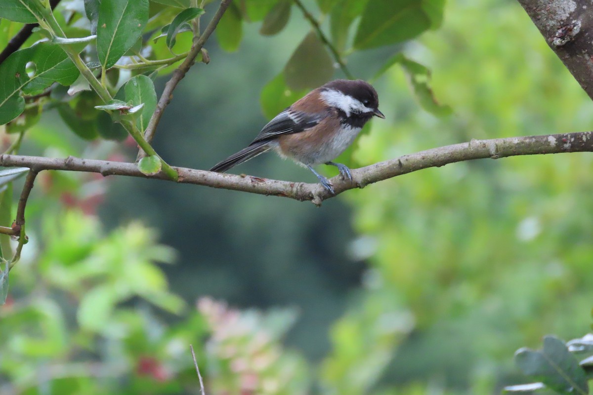 Mésange à dos marron - ML620889955