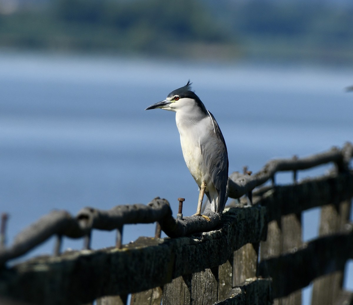 Black-crowned Night Heron (Eurasian) - ML620889956