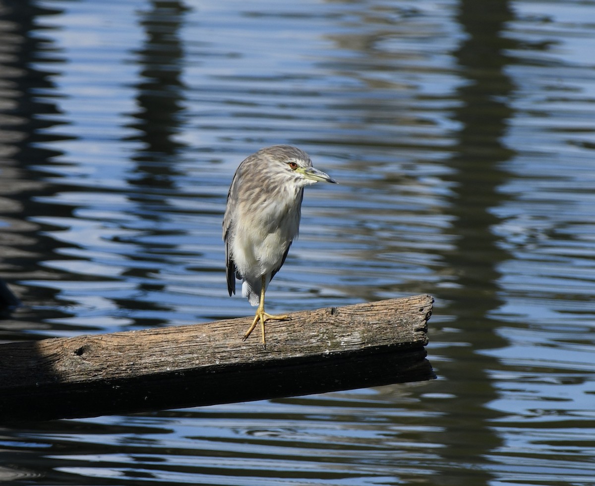 Black-crowned Night Heron (Eurasian) - Greg Hudson