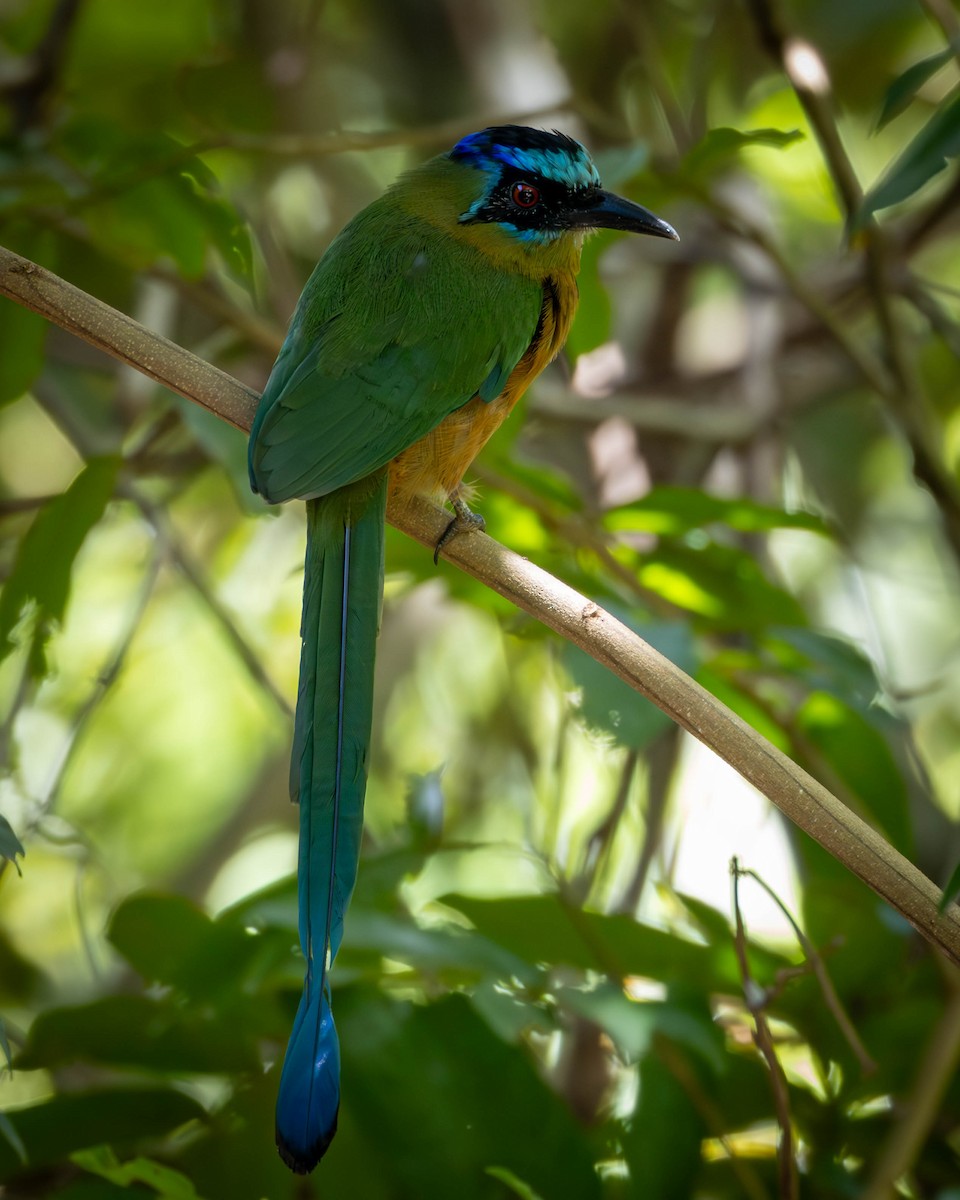 blåpannemotmot - ML620889965