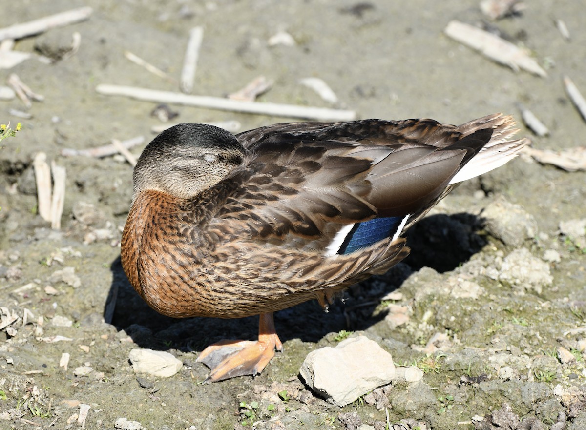 Mallard (Domestic type) - ML620889968