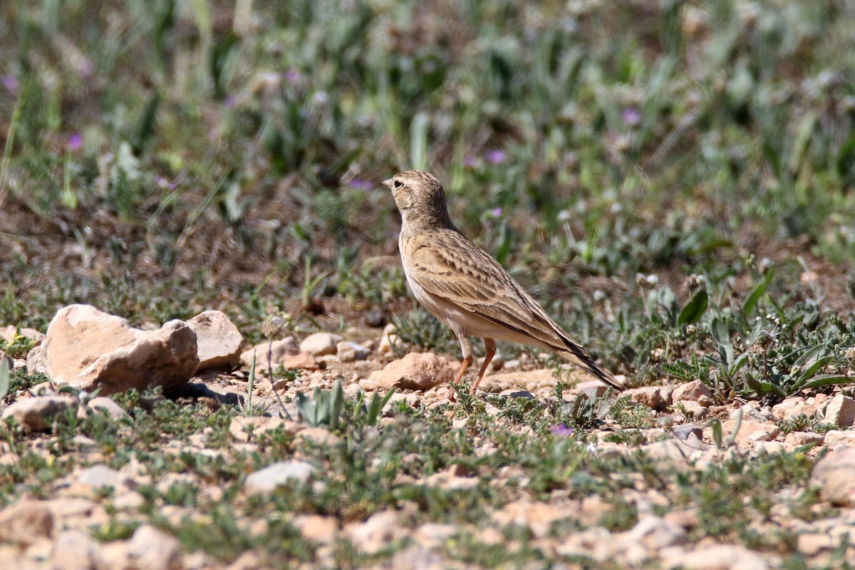 Greater Short-toed Lark - ML620889989