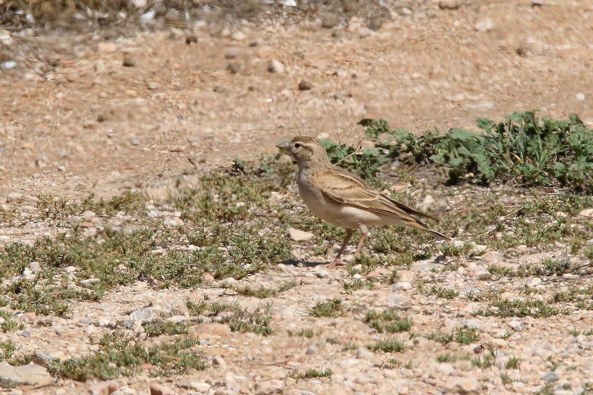 Greater Short-toed Lark - ML620889990