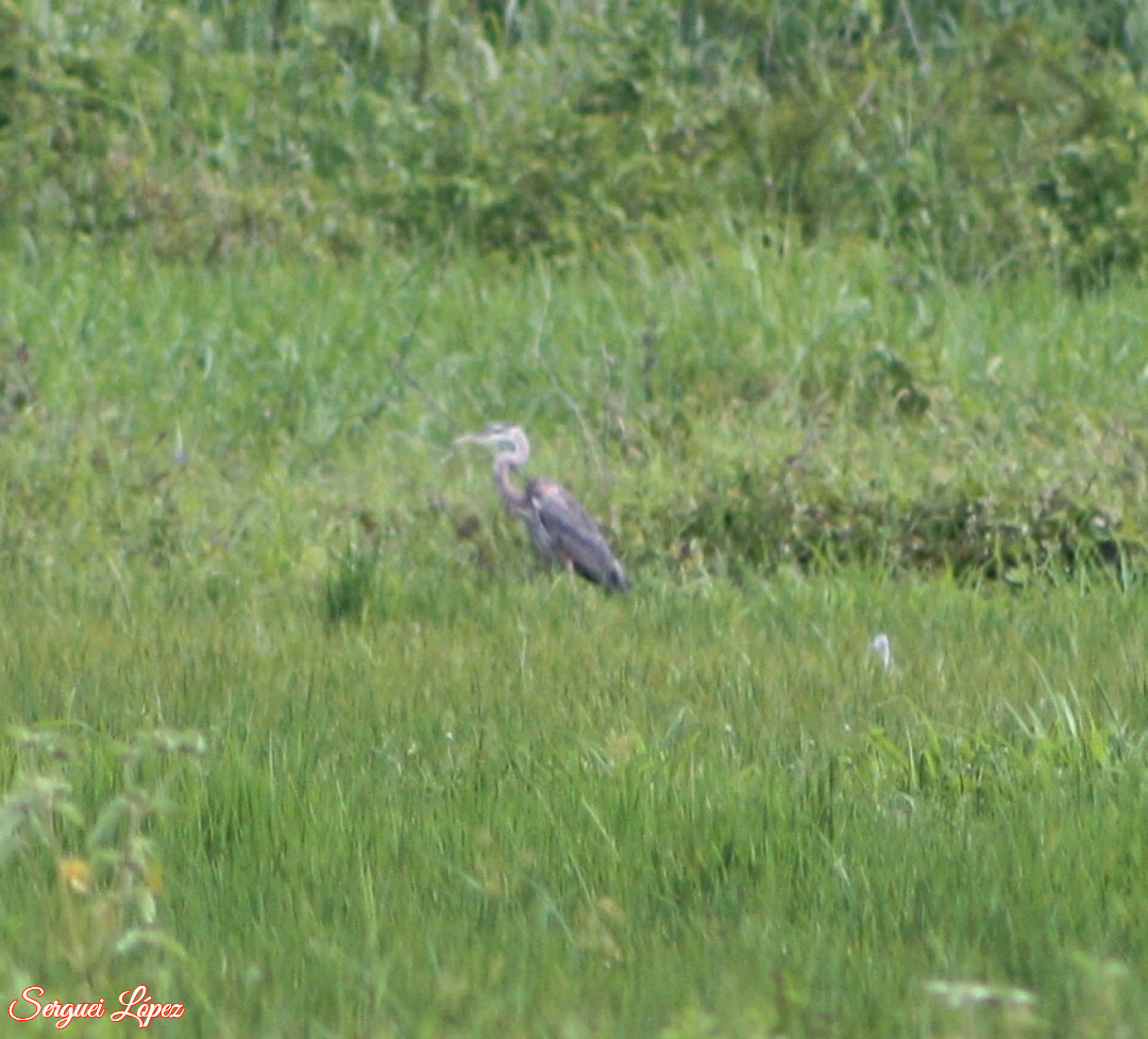 Great Blue Heron - ML620889992