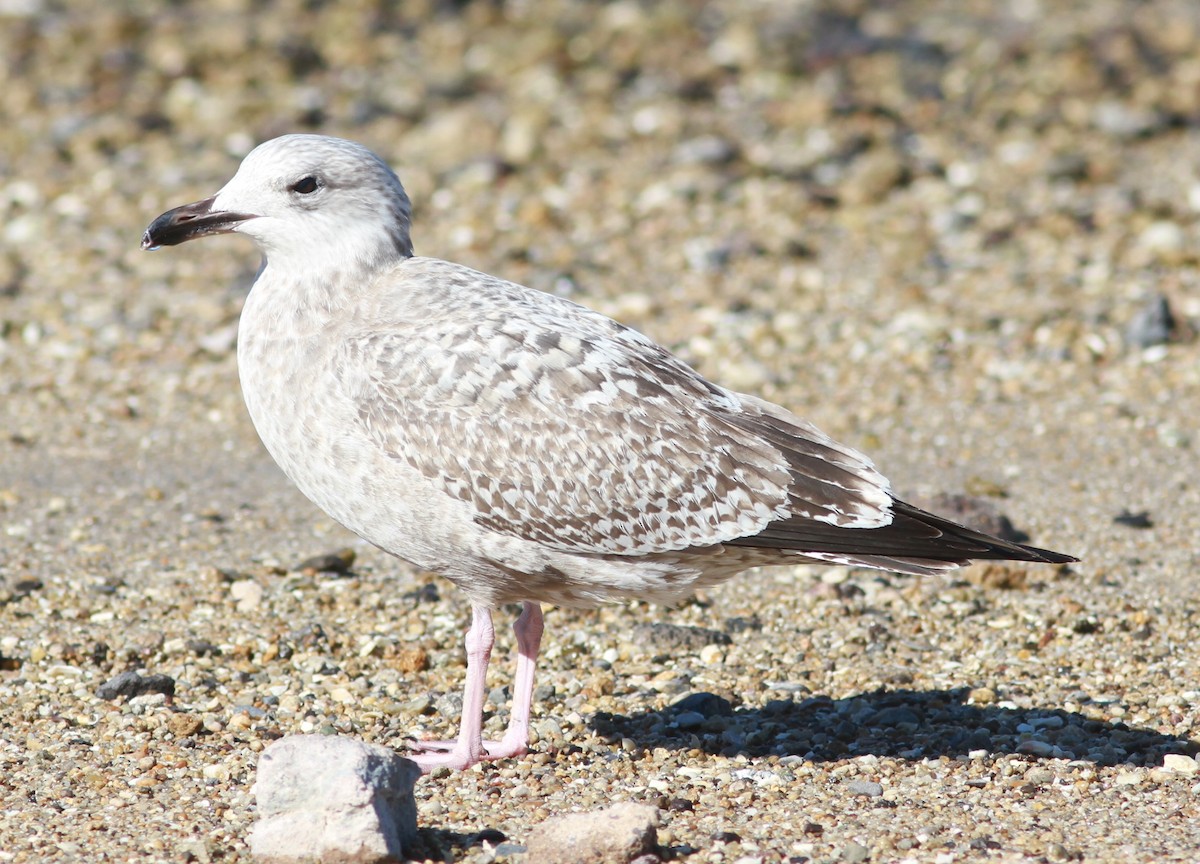 Gaviota Argéntea - ML620889999