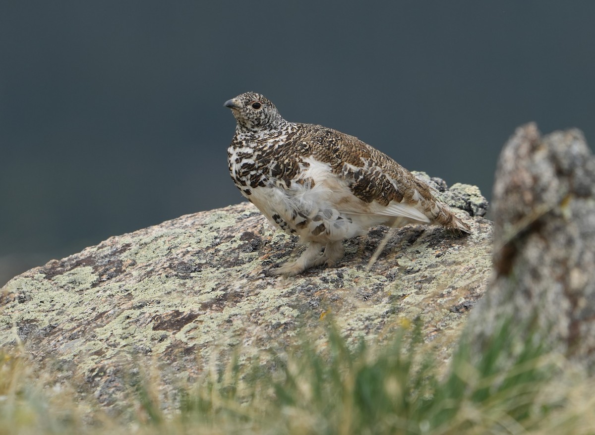 White-tailed Ptarmigan - Glenn Walbek