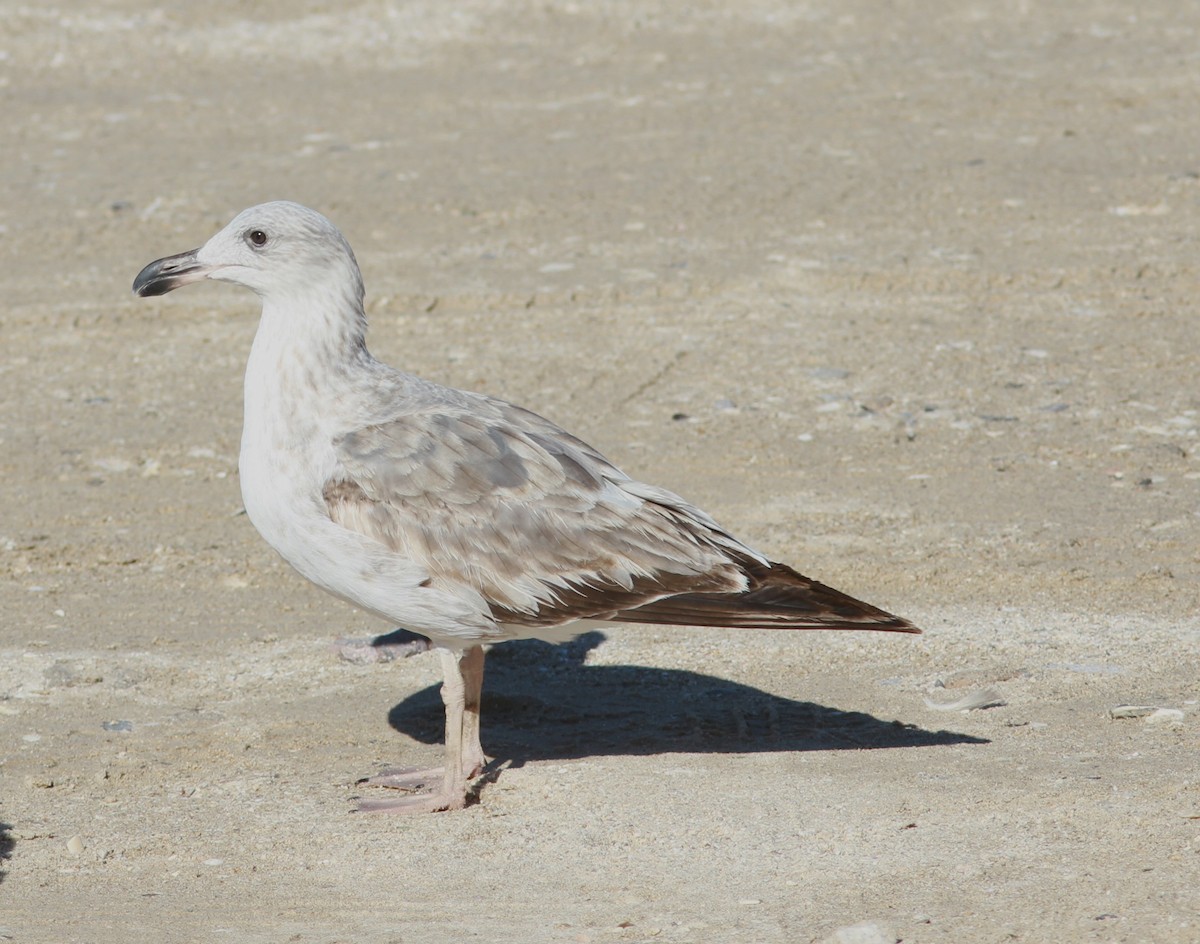 Yellow-footed Gull - ML620890001