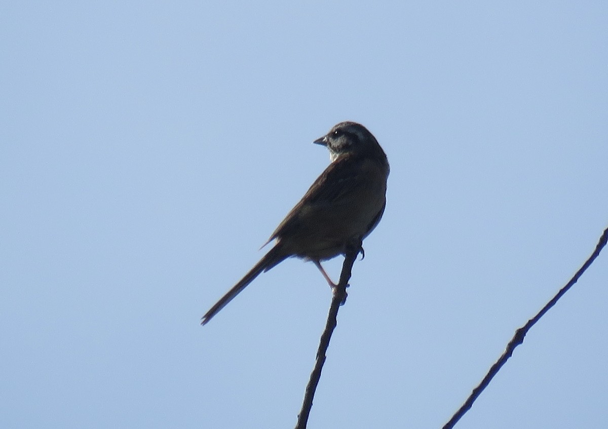 Rock Bunting - ML620890007