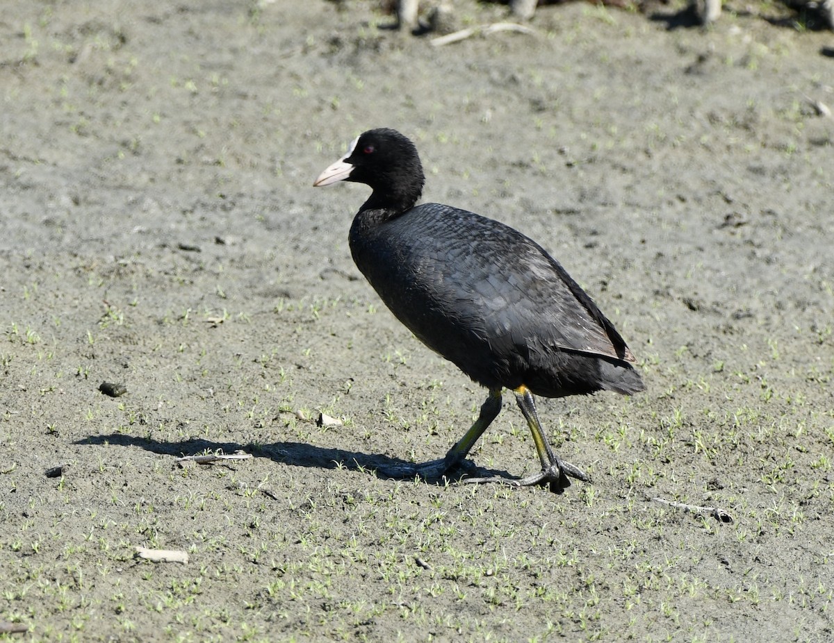 Eurasian Coot - ML620890009