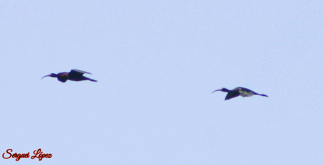 Glossy Ibis - ML620890011