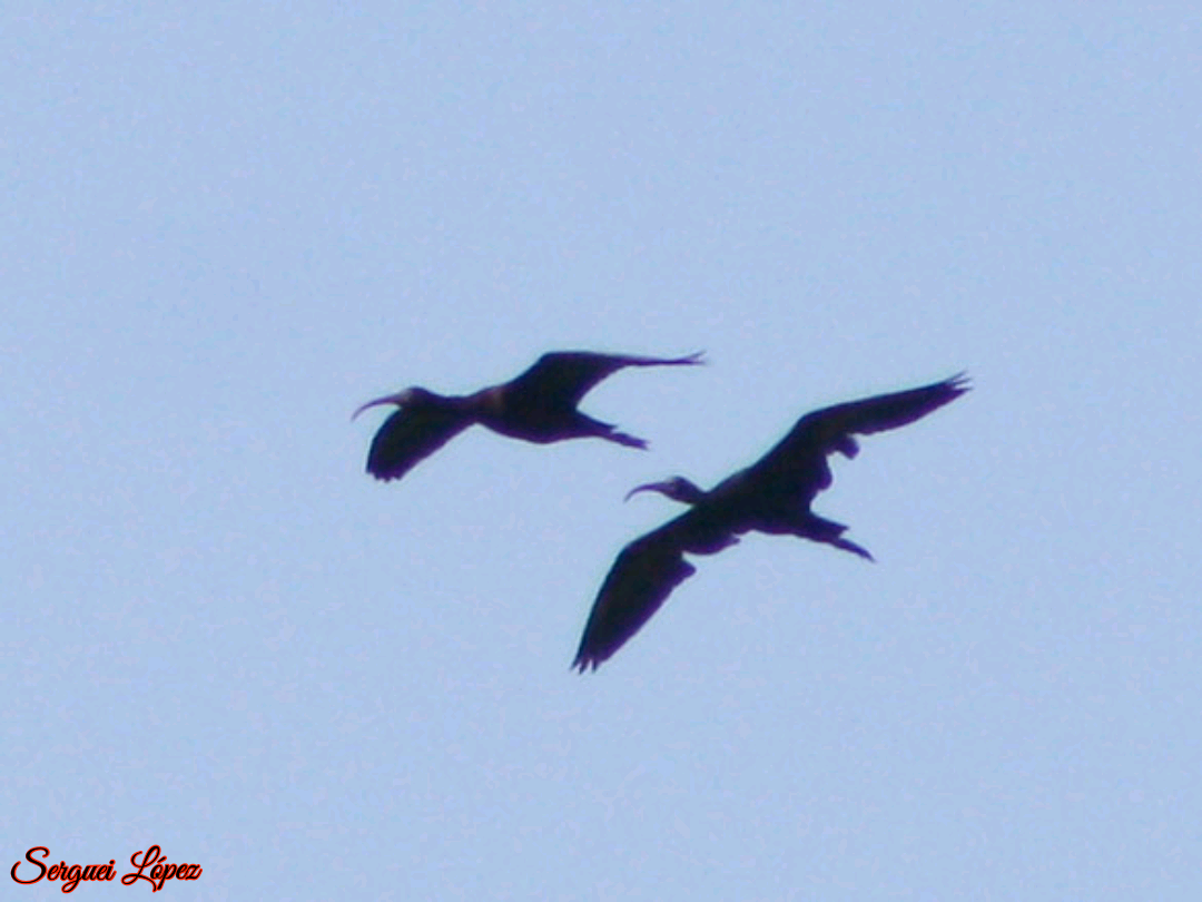 Glossy Ibis - ML620890012