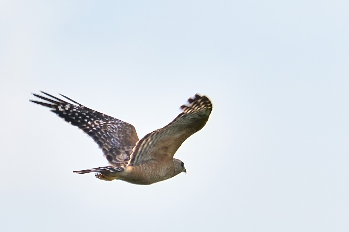 Red-shouldered Hawk - ML620890015