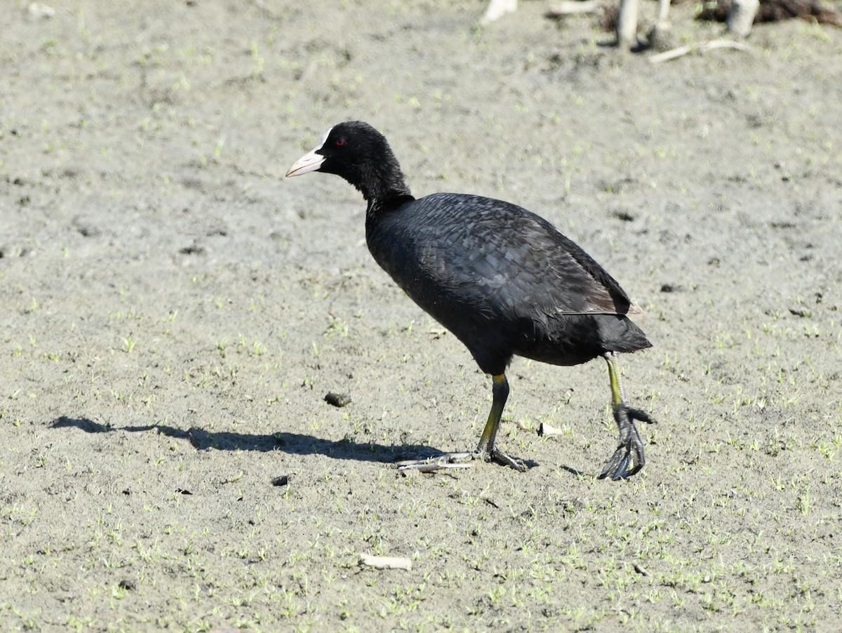 Eurasian Coot - ML620890021