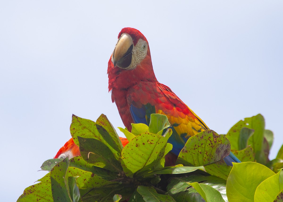 Scarlet Macaw - ML620890022