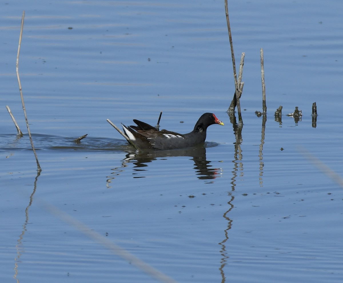 Eurasian Moorhen - ML620890023