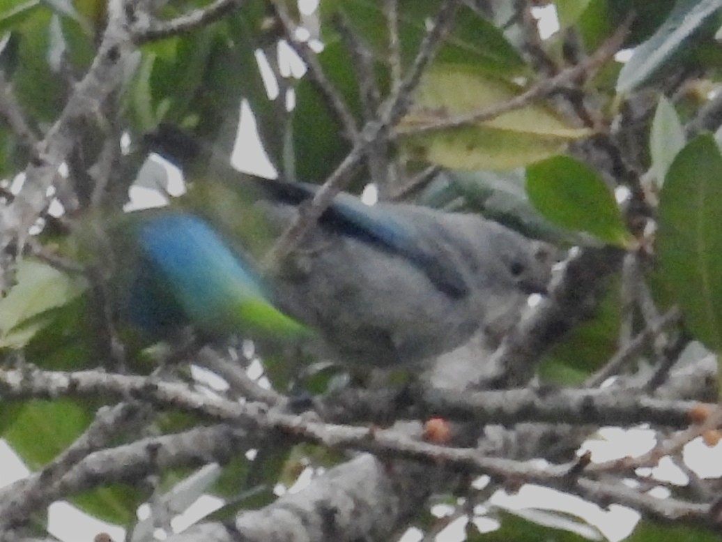 Blue-gray Tanager - ML620890024