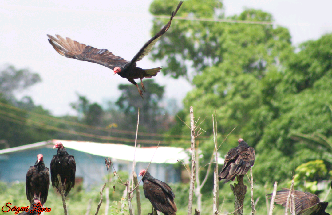 Turkey Vulture - ML620890031