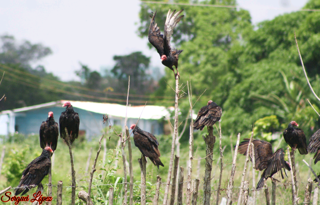 Turkey Vulture - Serguei Alexander López Perez