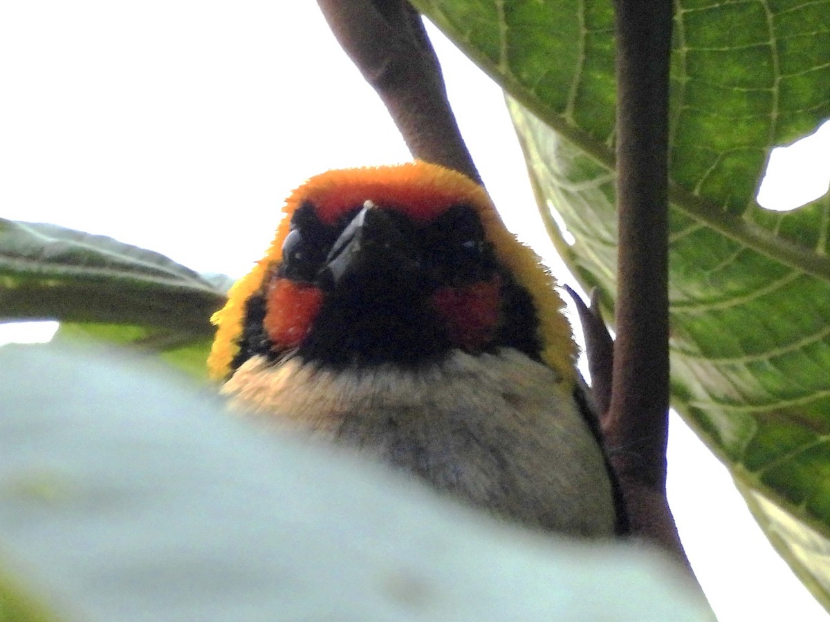 Flame-faced Tanager - ML620890034