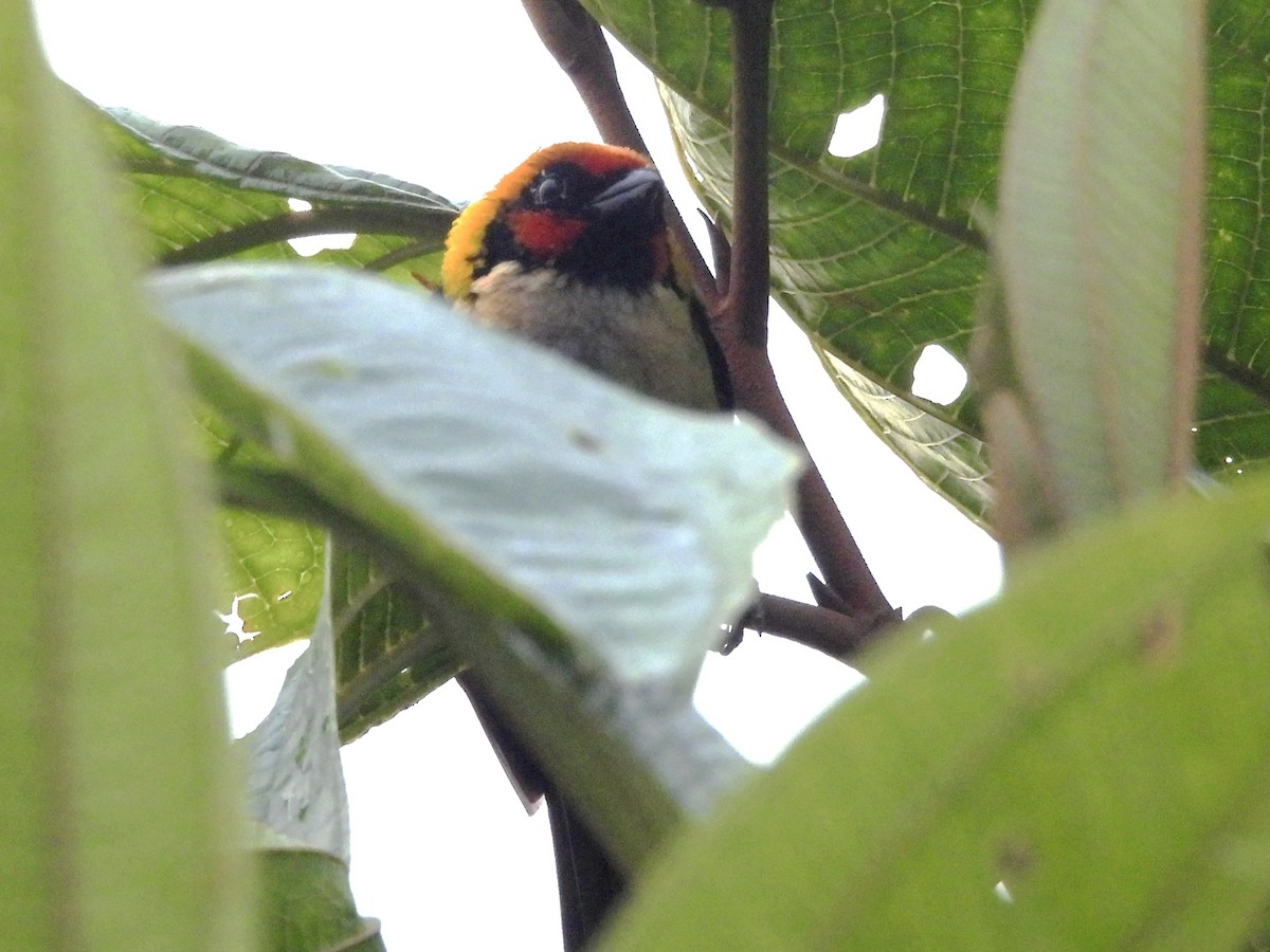 Flame-faced Tanager - ML620890035