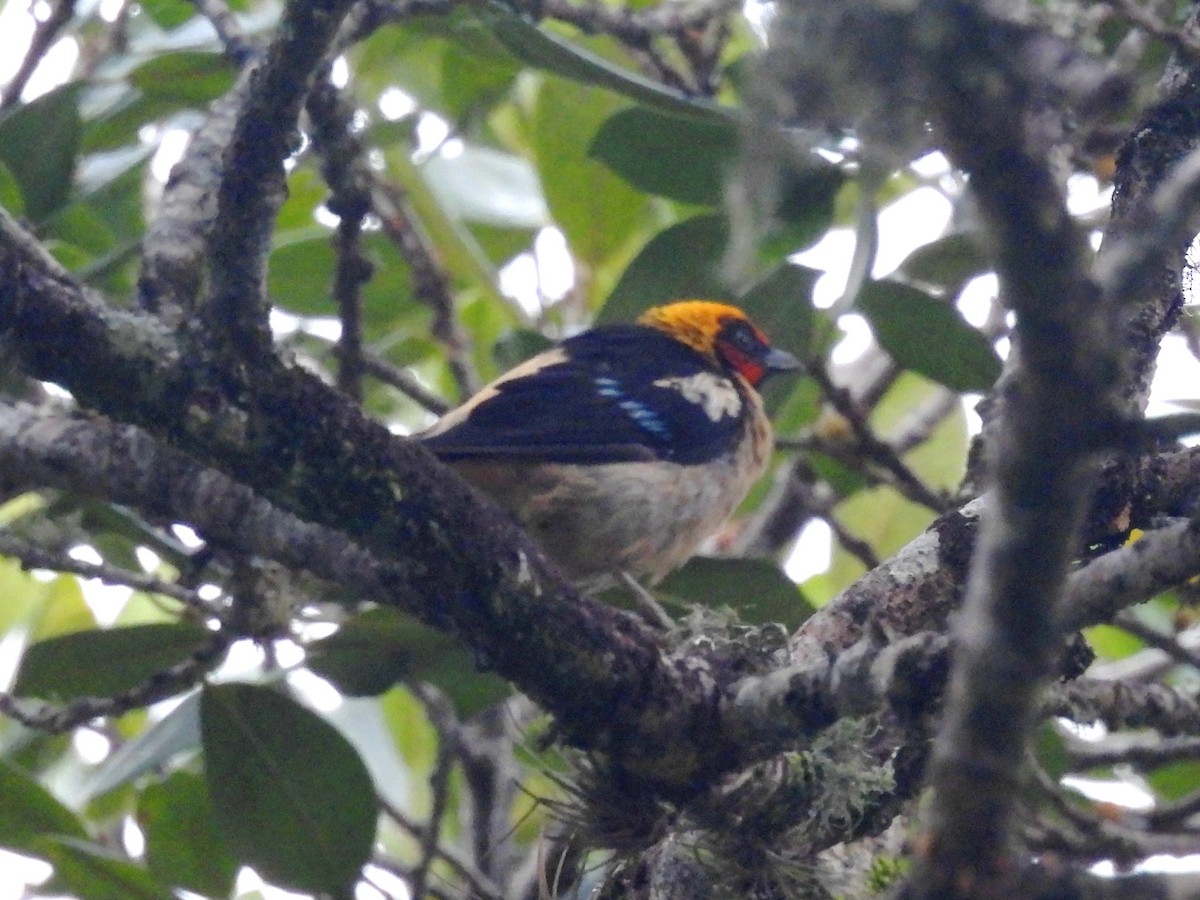 Flame-faced Tanager - ML620890036