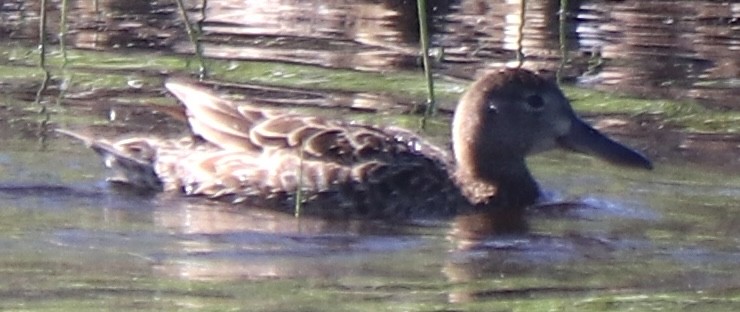 Cinnamon Teal - ML620890037