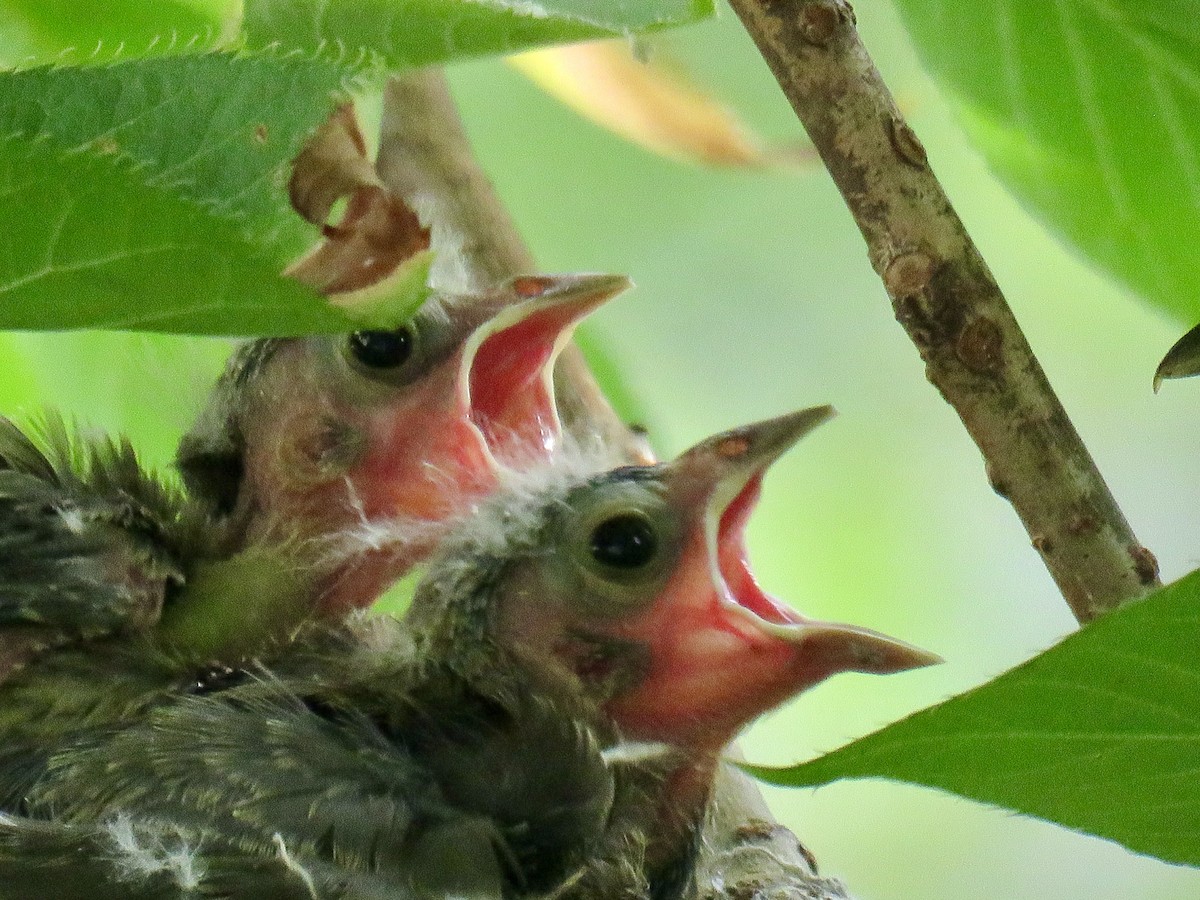 Red-eyed Vireo - Jean Spaans