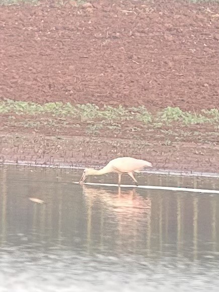 Roseate Spoonbill - ML620890043