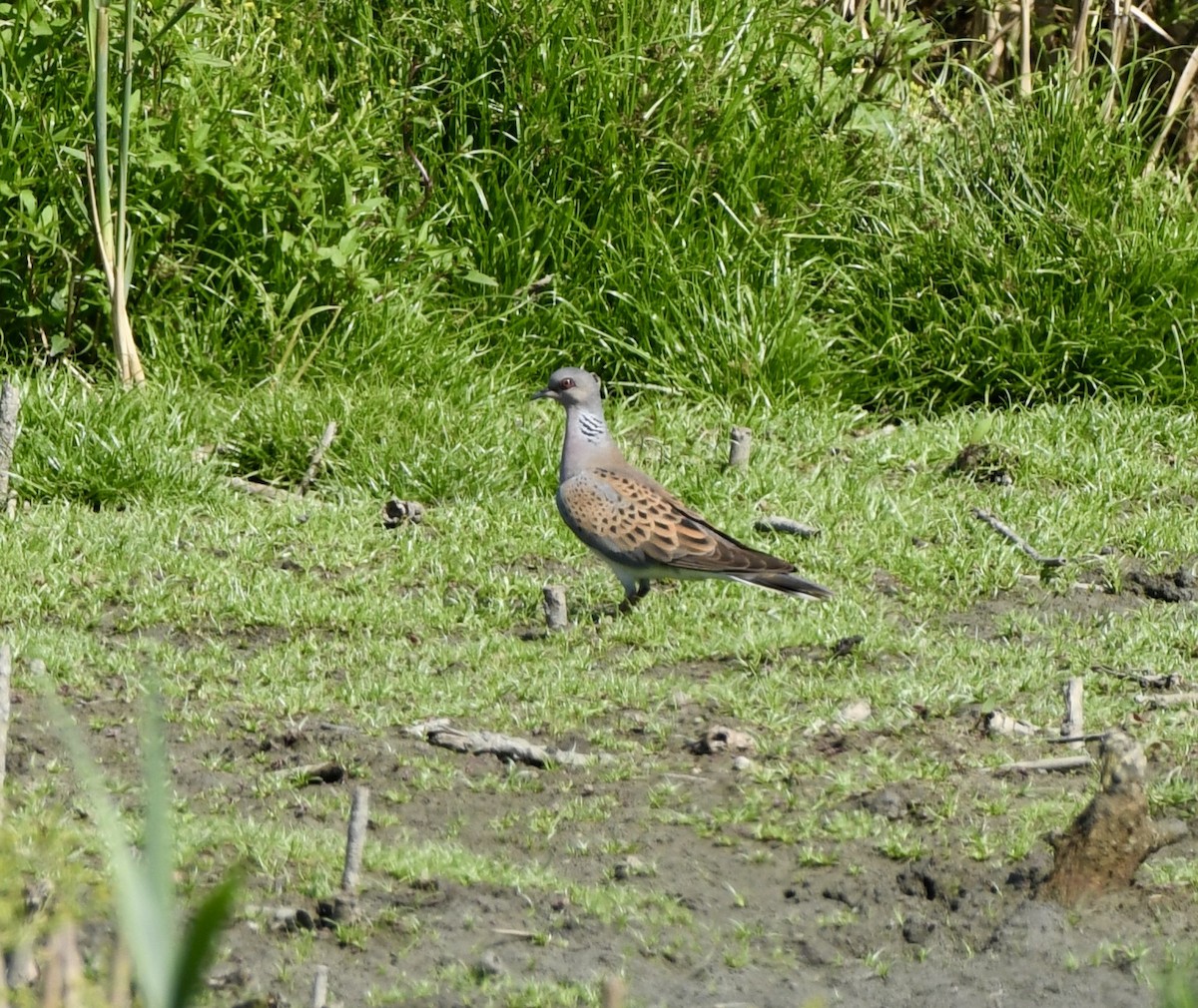 European Turtle-Dove - ML620890050