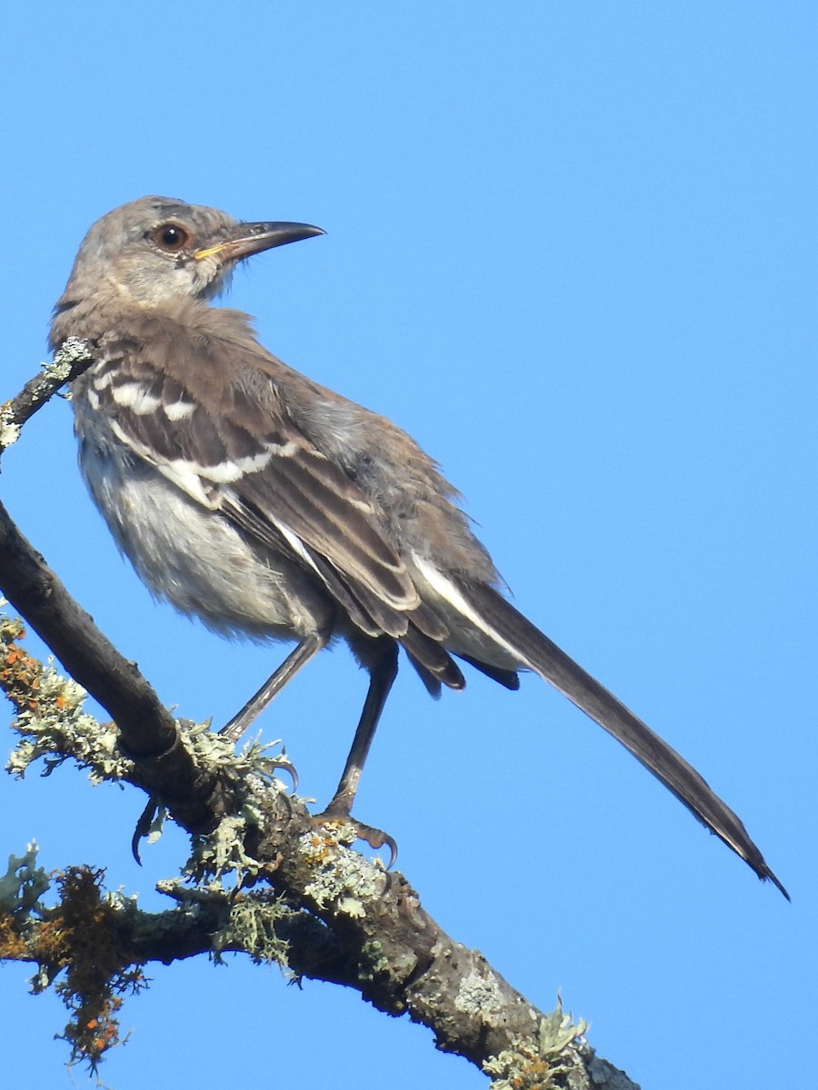 Northern Mockingbird - ML620890052