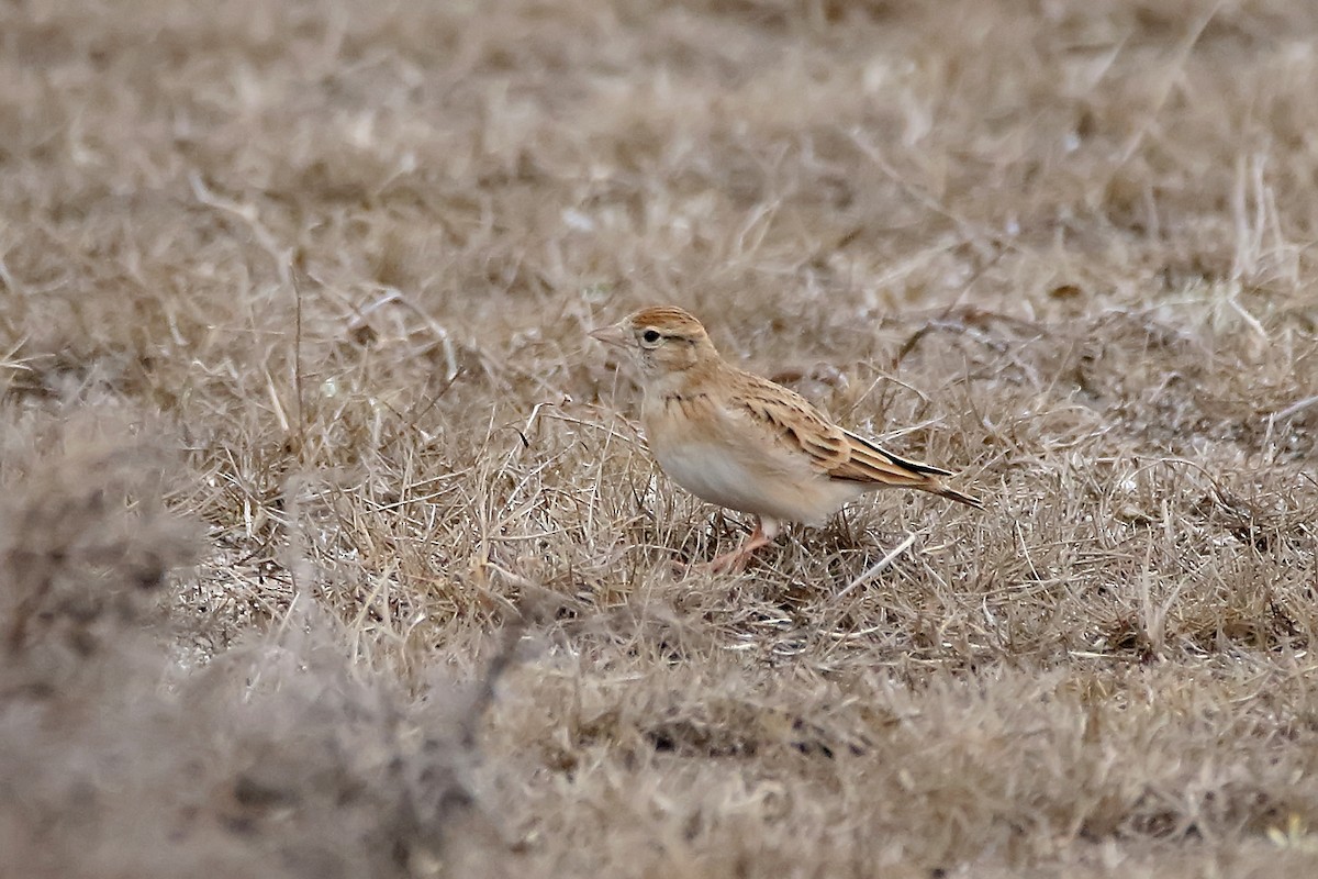 Greater Short-toed Lark - ML620890056