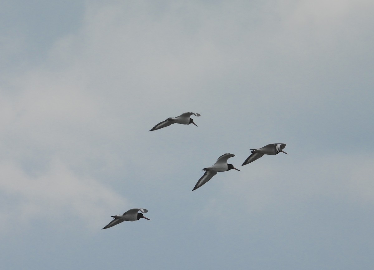 Eurasian Oystercatcher - ML620890062