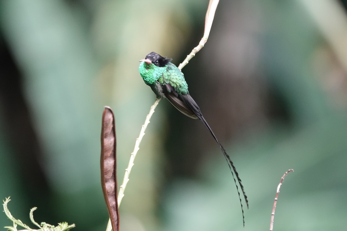 Colibrí Portacintas (piquirrojo) - ML620890063