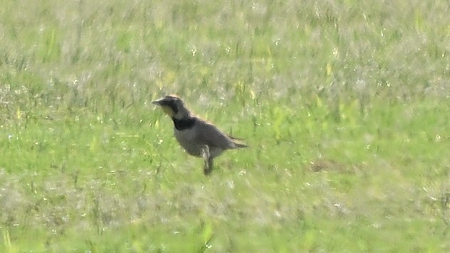 Horned Lark - ML620890064