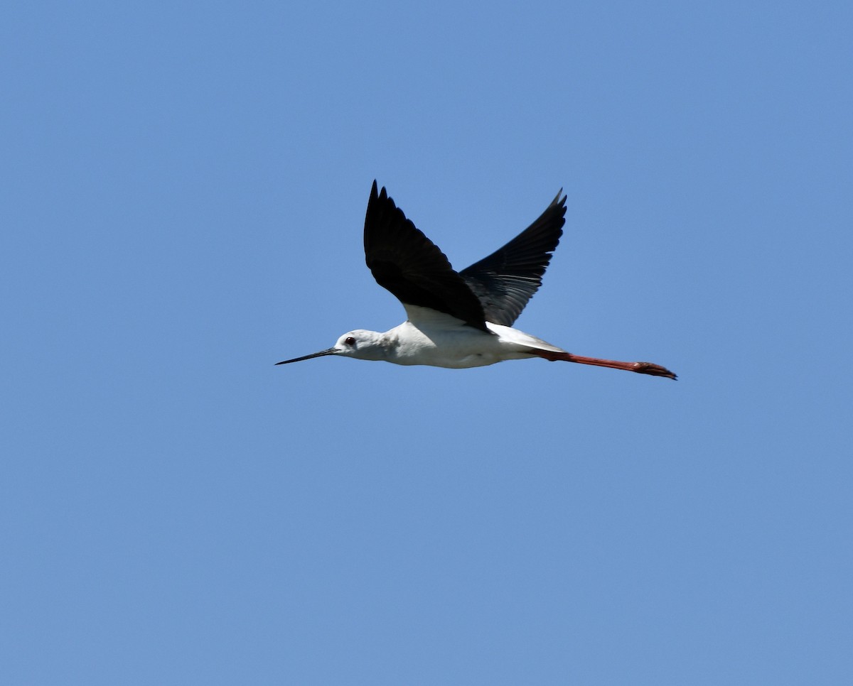 Black-winged Stilt - ML620890066