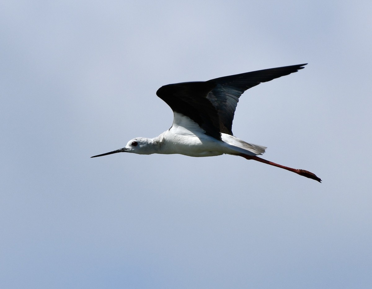 Black-winged Stilt - Greg Hudson