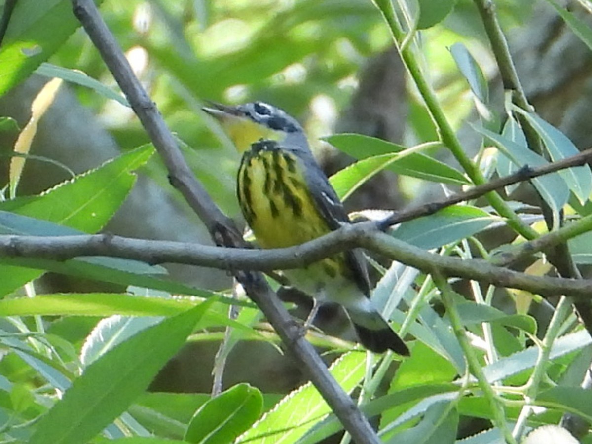 Magnolia Warbler - ML620890068