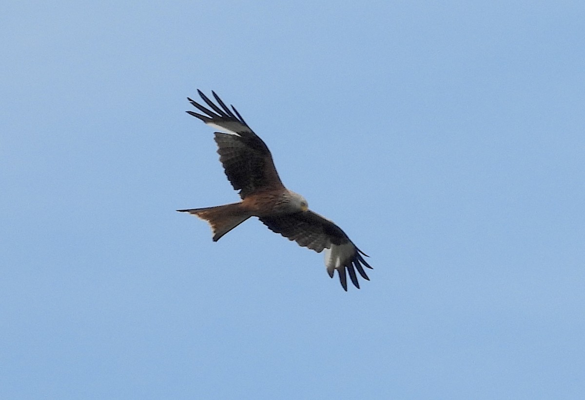 Red Kite - ML620890069