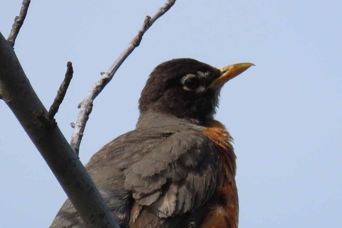 American Robin - ML620890071