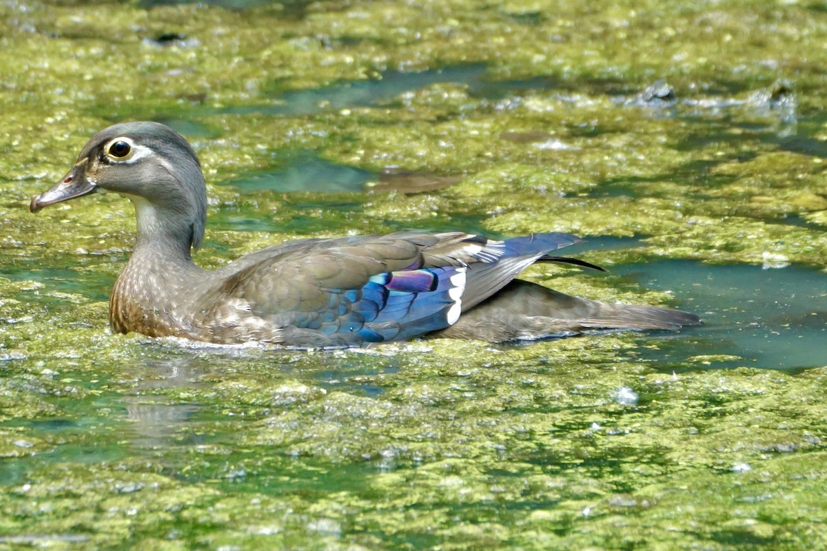 Wood Duck - ML620890072