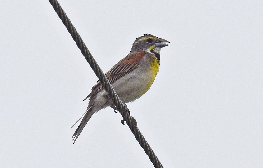 Dickcissel - ML620890073