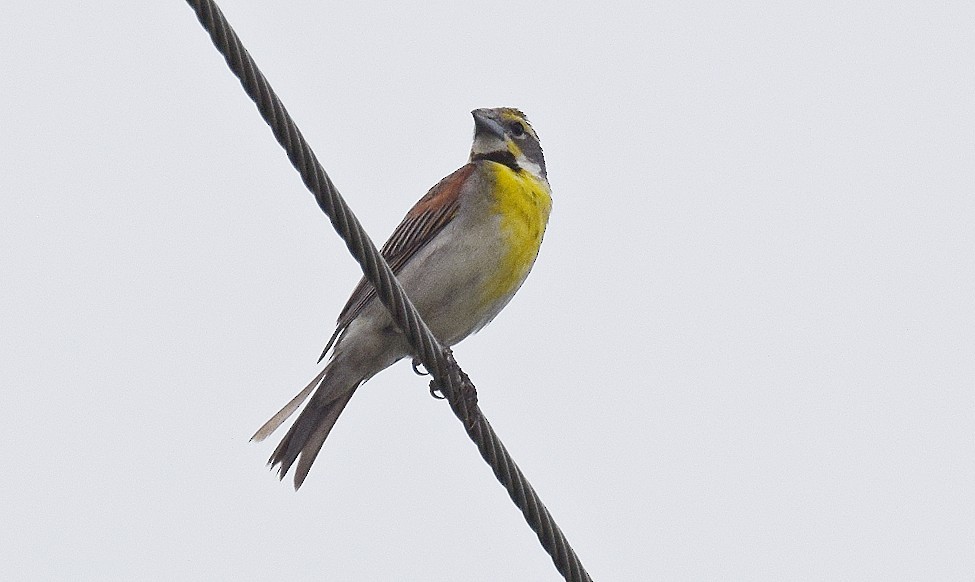 Dickcissel - ML620890074