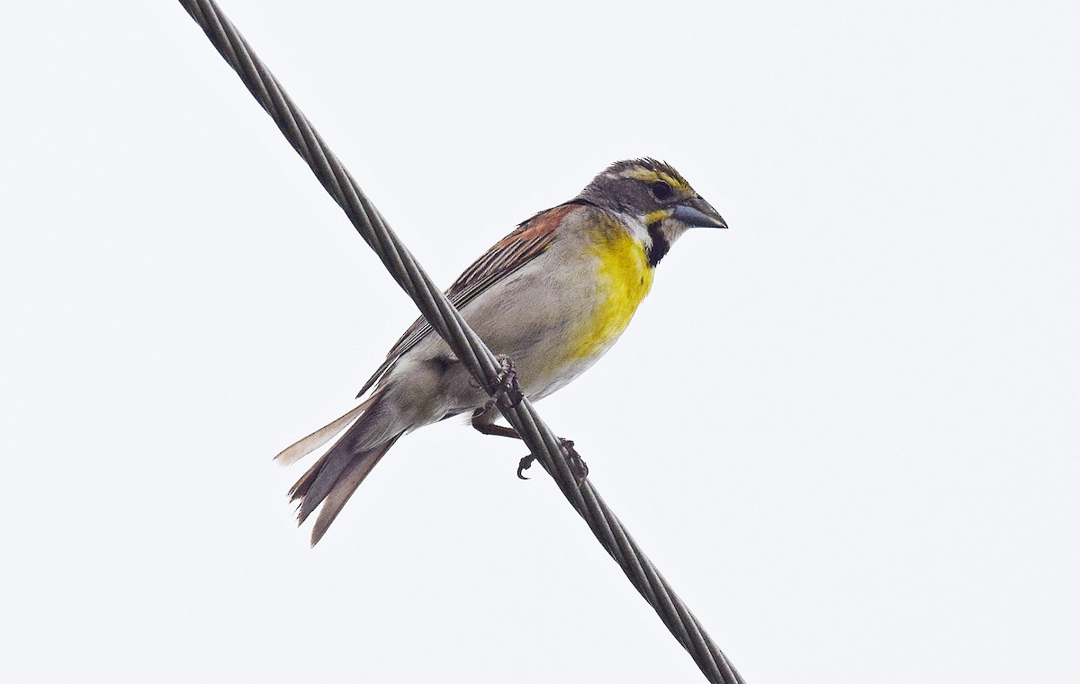 Dickcissel - ML620890075