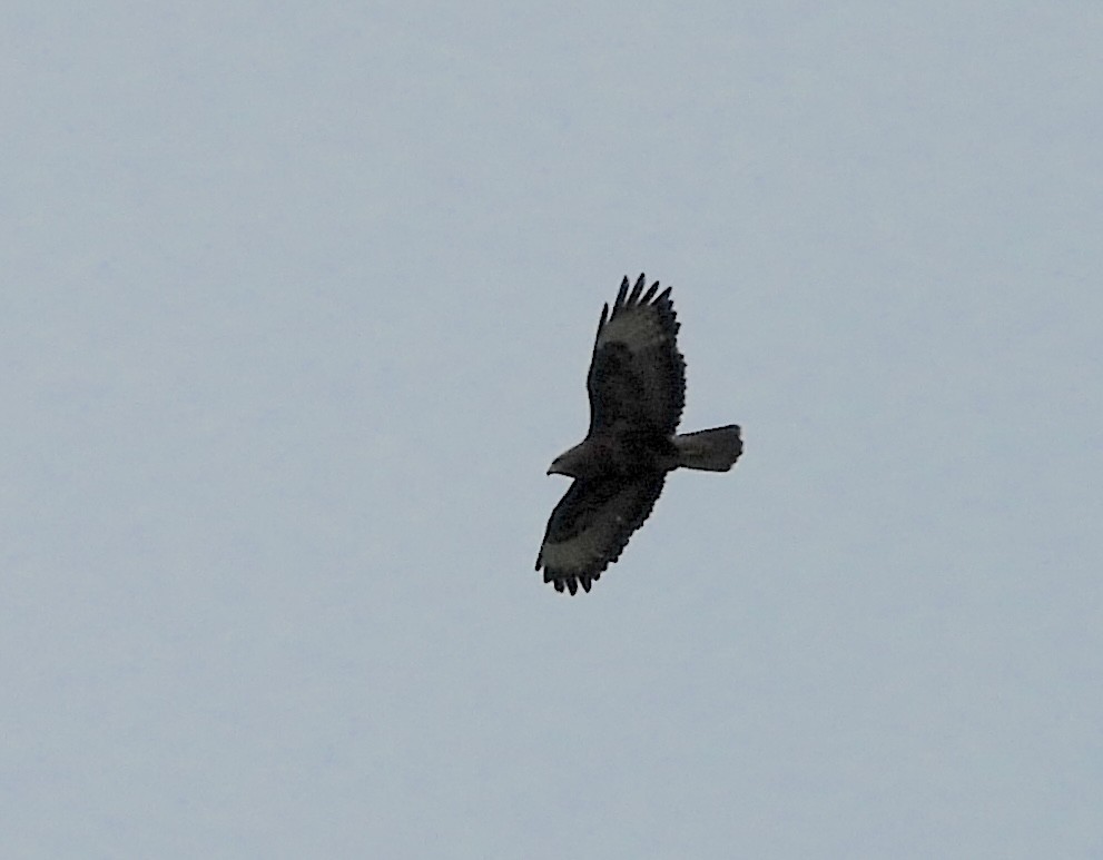 Common Buzzard - ML620890076