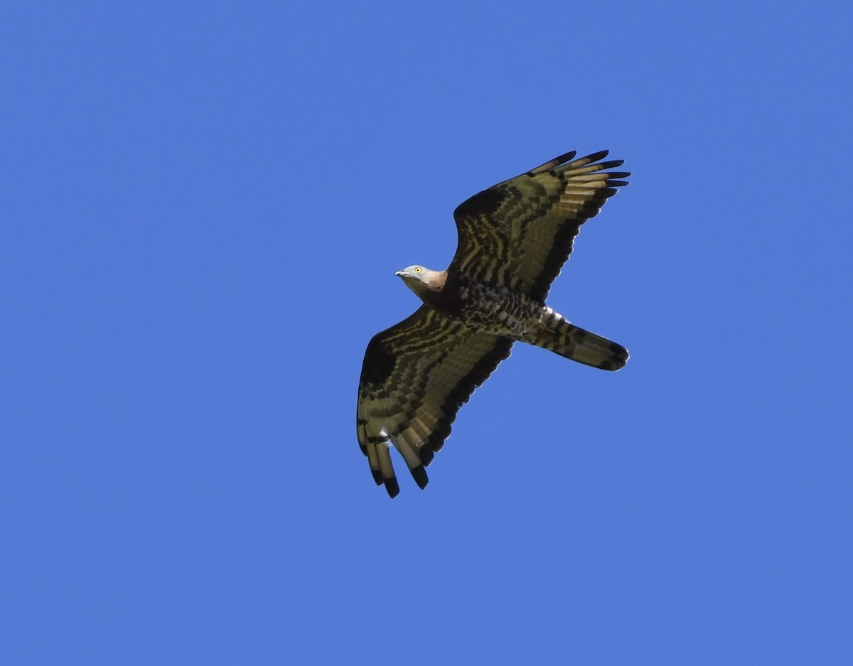 European Honey-buzzard - ML620890077