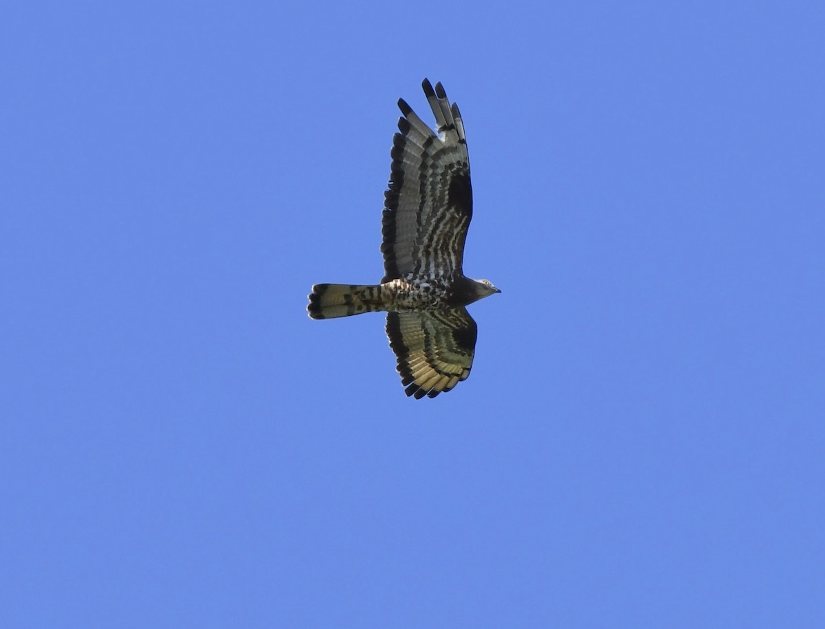 European Honey-buzzard - ML620890079