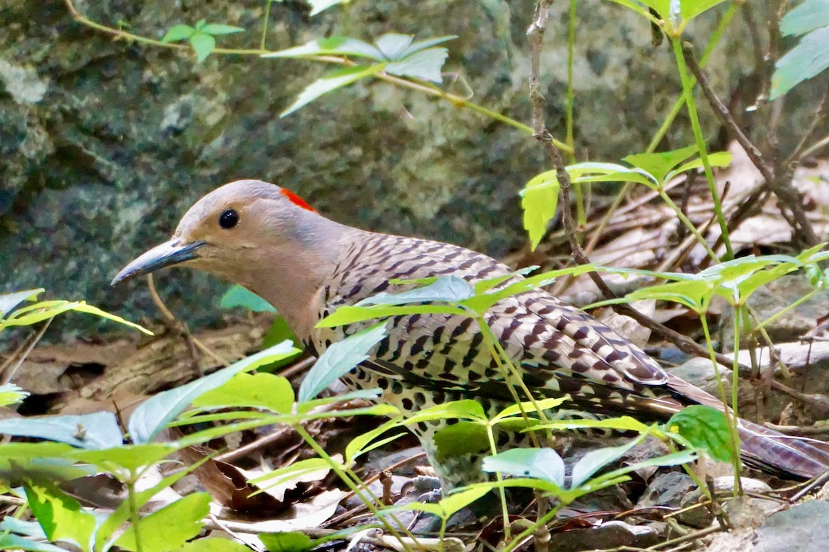 Northern Flicker - ML620890080