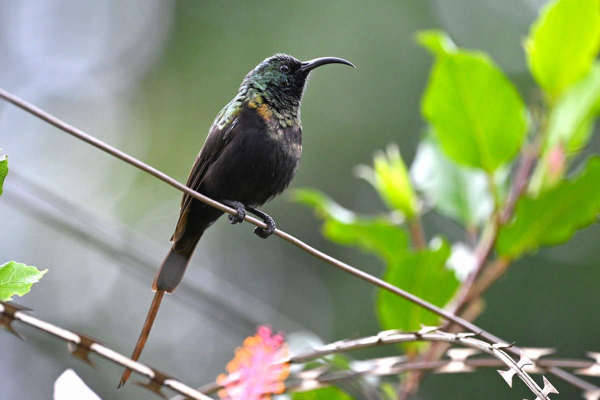 Bronze Sunbird - ML620890081