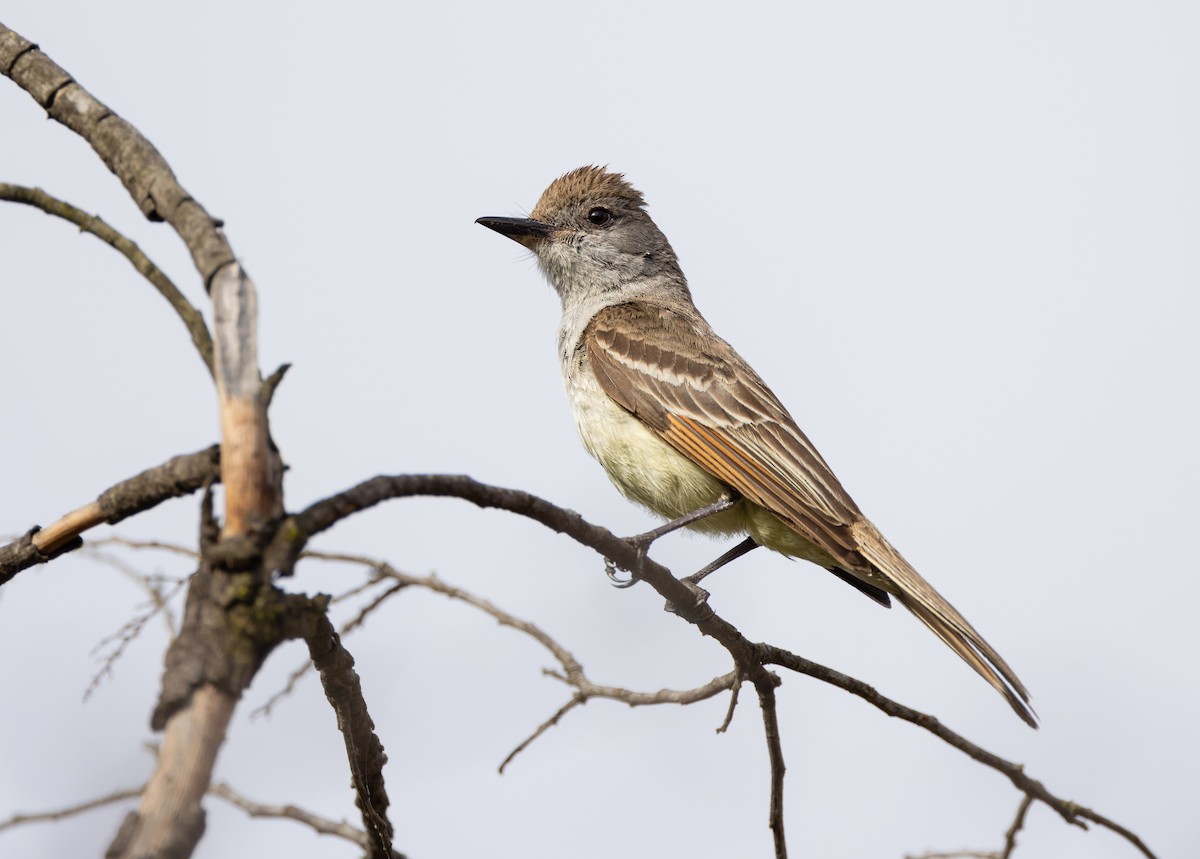 Ash-throated Flycatcher - ML620890082