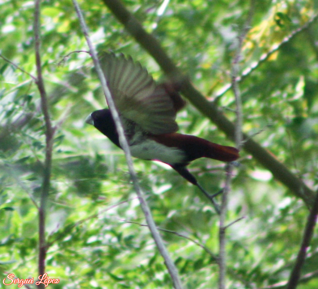 Tricolored Munia - ML620890083